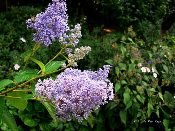 Bois des Moutiers  (28) Summer 2012